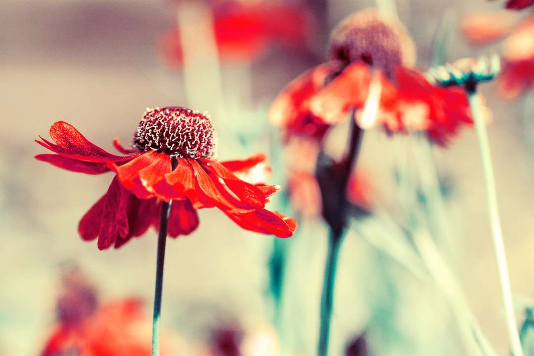 grunt fokusfoto av röda blommor Pussel online