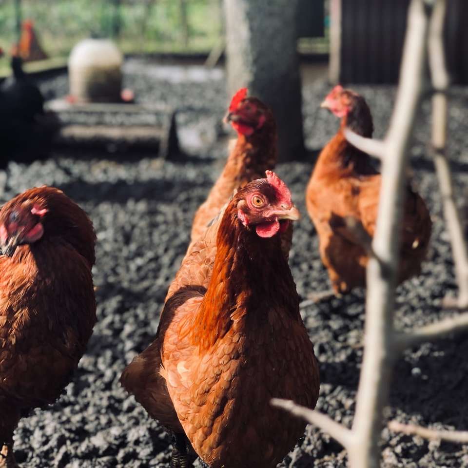 кафява кокошка върху сива почва онлайн пъзел