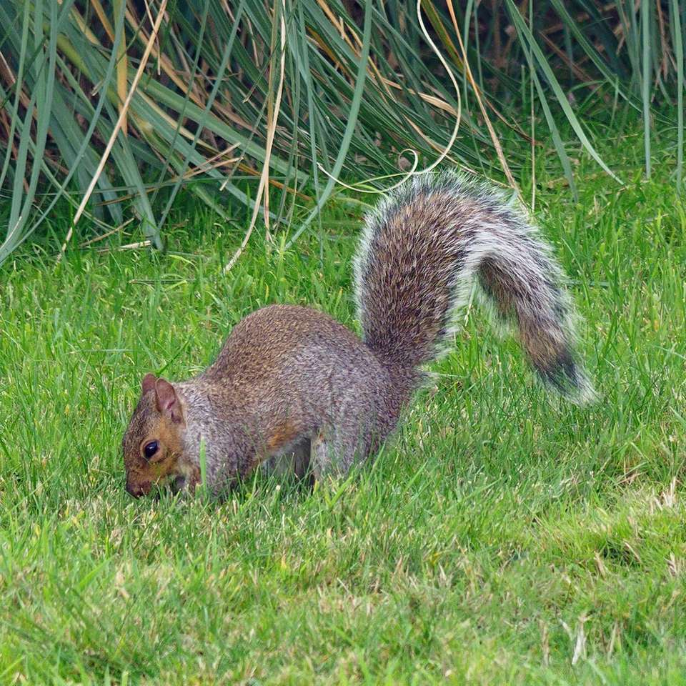 barna mókus zöld füvön nappal kirakós online