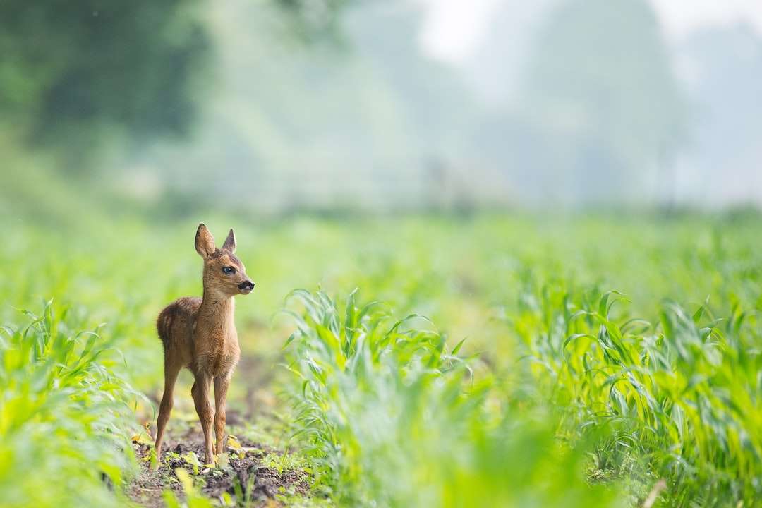 緑の草の間の茶色の土壌にベージュの赤ちゃん鹿 ジグソーパズルオンライン