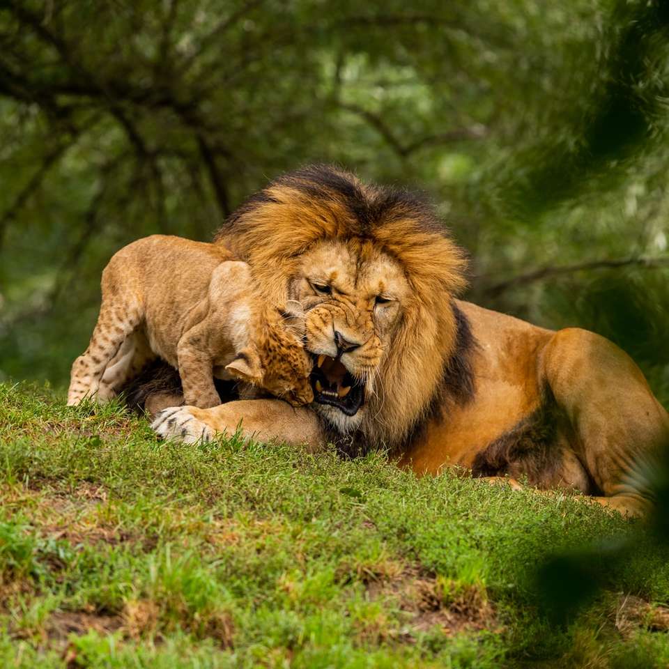 león y leona, acostado, en, campo de hierba rompecabezas en línea