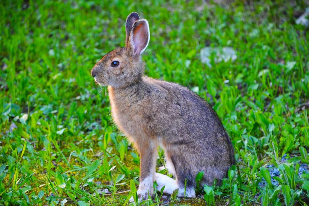 коричневый кролик на зеленой траве в дневное время пазл онлайн
