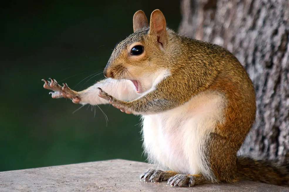mókus kirakós online