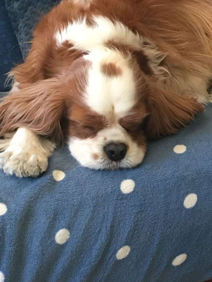 Cavalier King rests jigsaw puzzle online