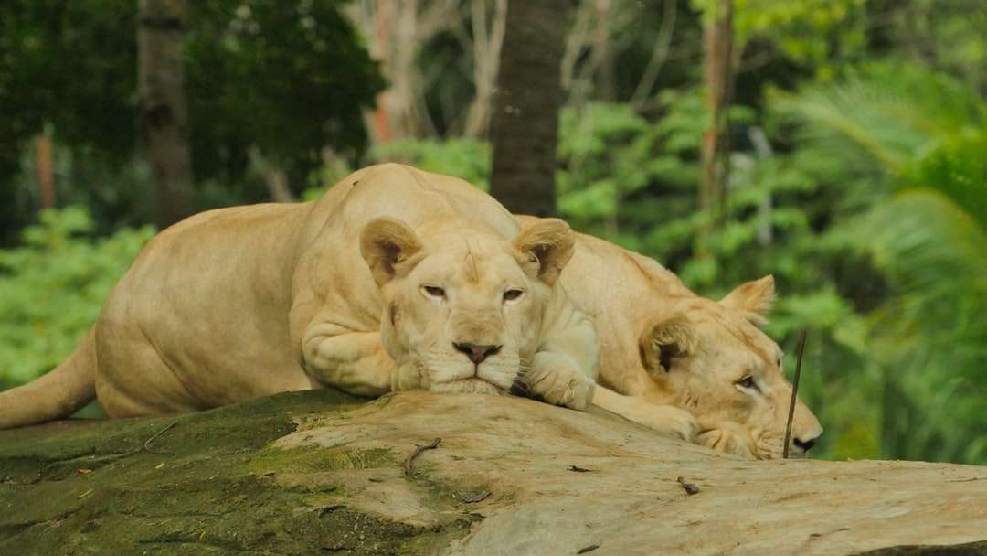 δύο λιονταρίνα ξαπλωμένη πάνω σε βράχο online παζλ