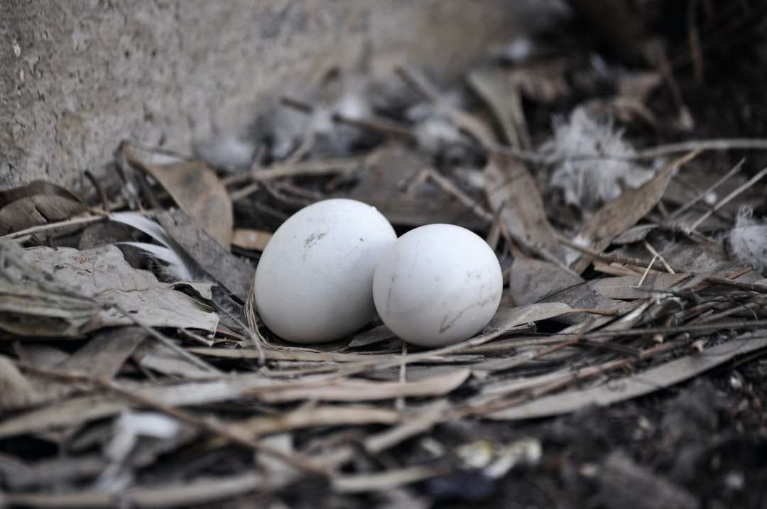 2 huevos blancos sobre hojas secas marrones rompecabezas en línea