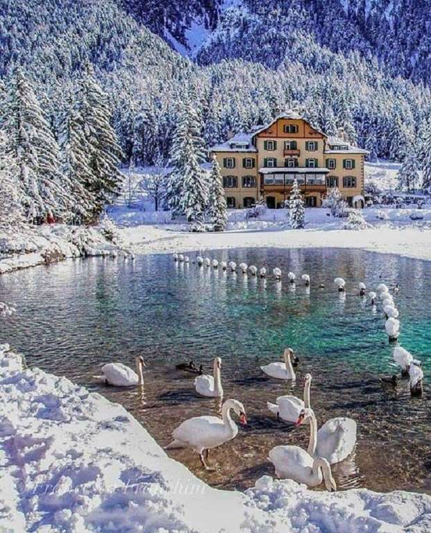 cisnes durante o inverno puzzle online