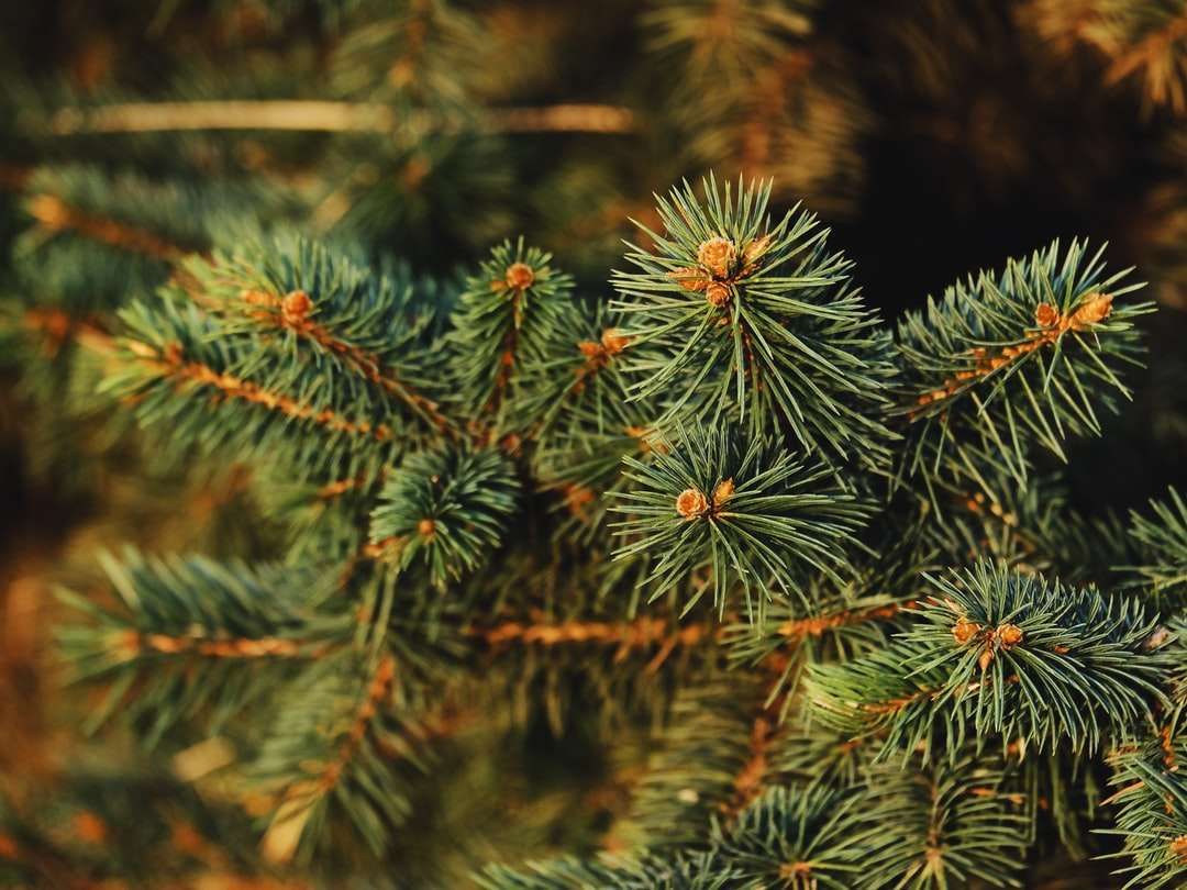zelená borovice v zblízka fotografie skládačky online