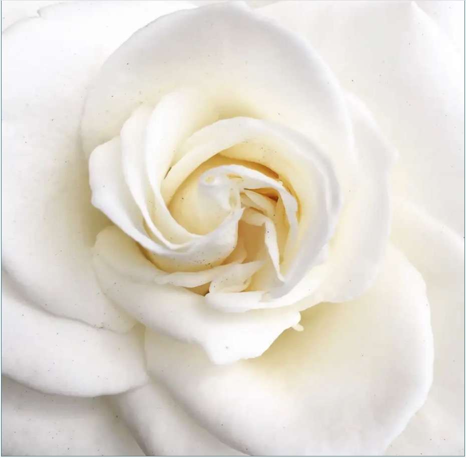 krásná bílá růže παζλ online