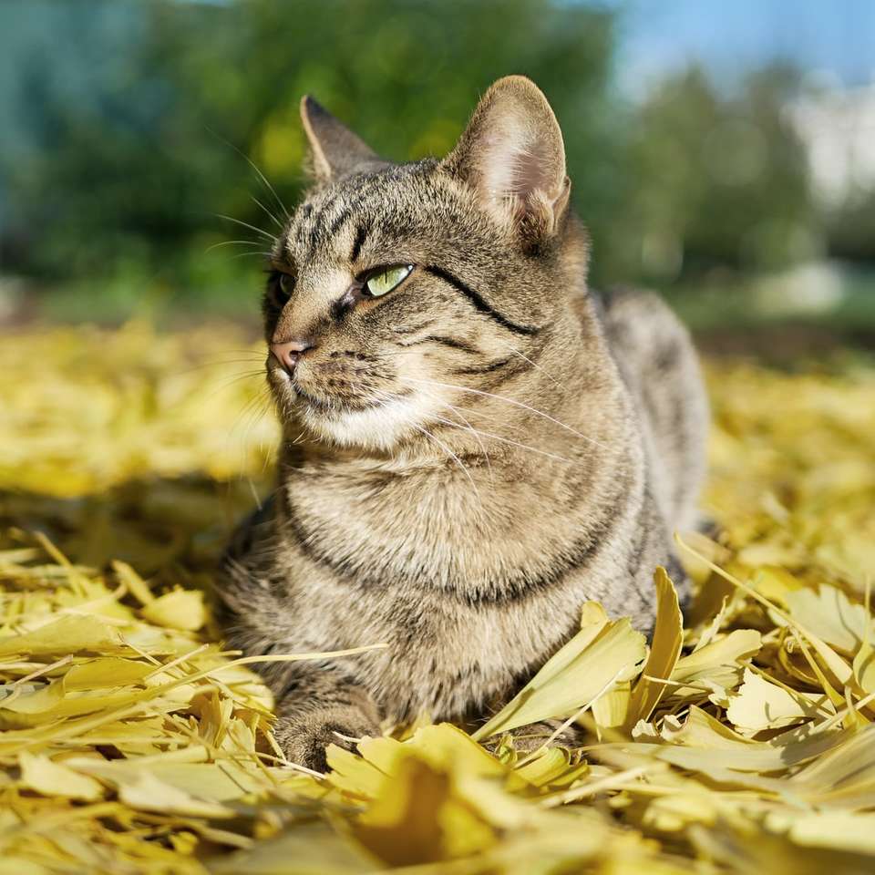 Chat tigré argenté sur feuilles jaunes puzzle en ligne