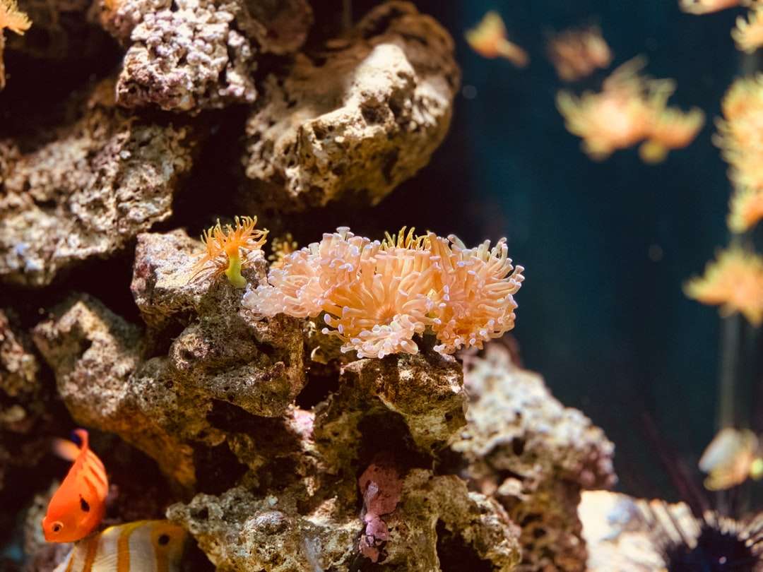 skola av fisk bredvid bruna koraller Pussel online