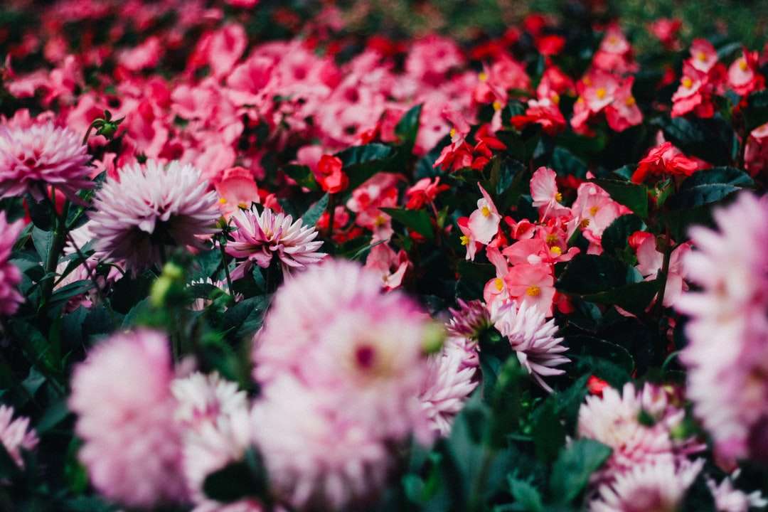 piros-rózsaszín virágmező nappal online puzzle