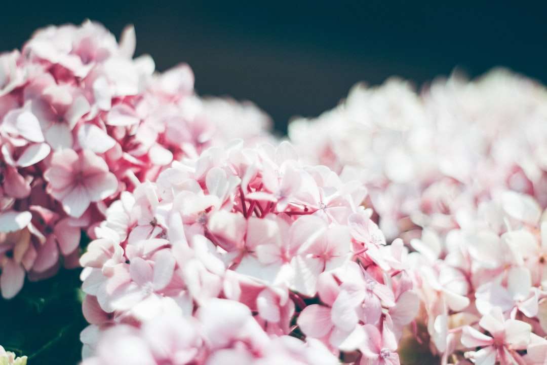 селективная фотосъемка розового кластерного цветка пазл онлайн