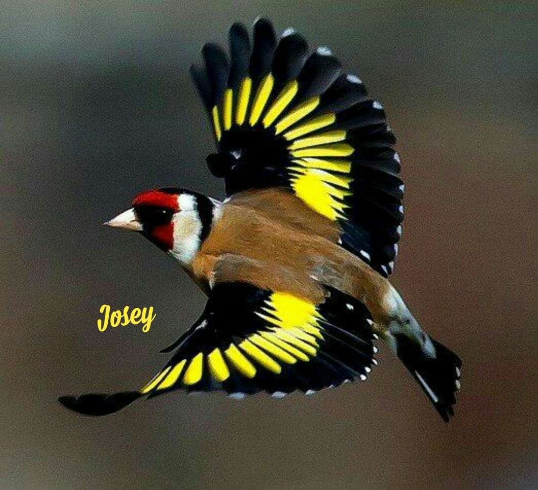 Goldfinch repülés közben. kirakós online