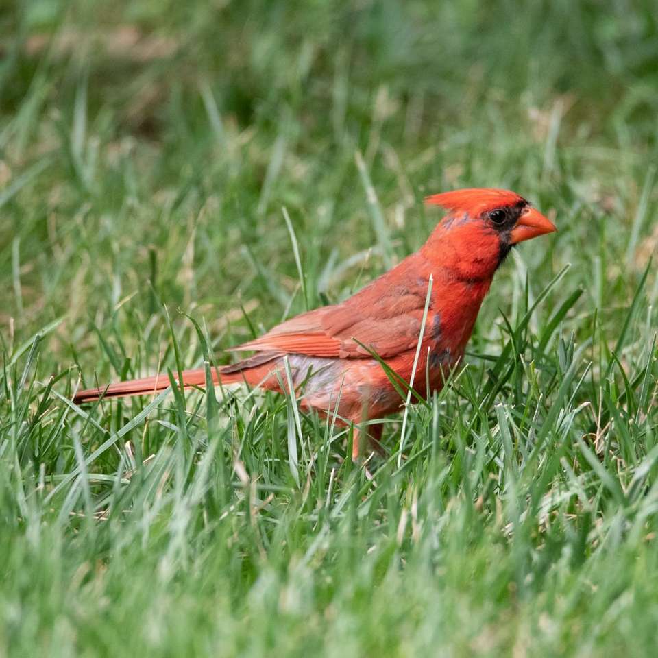 pássaro cardeal vermelho na grama verde durante o dia quebra-cabeças online