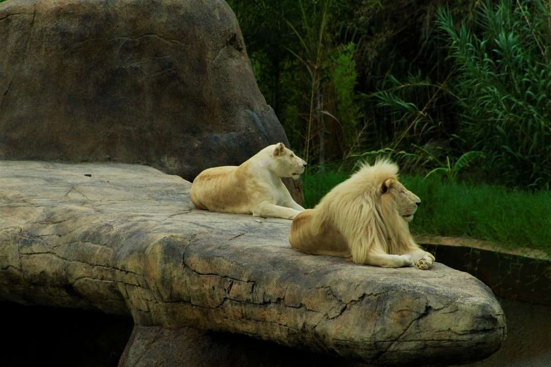 лъв и лъвица върху кафява скала онлайн пъзел