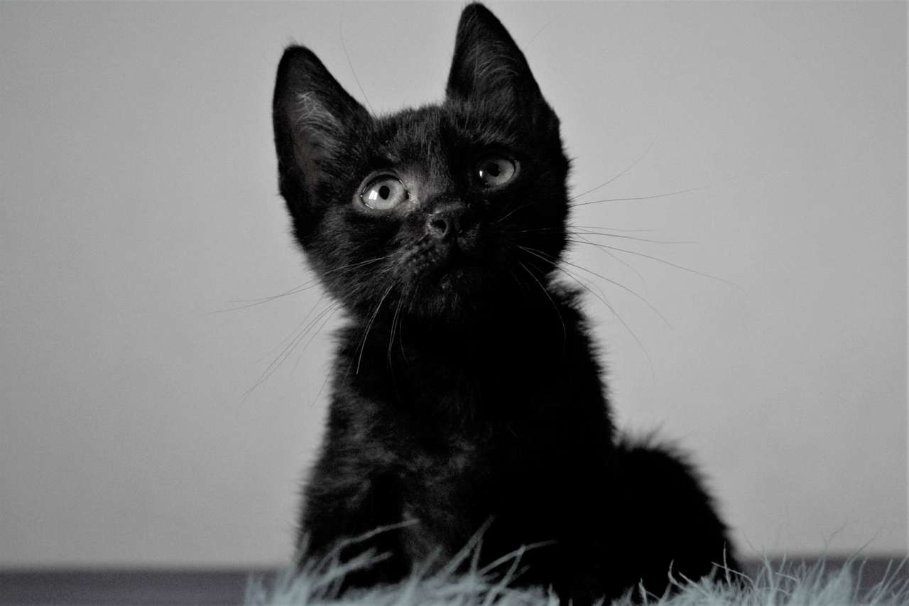 феликс удивленный кот онлайн-пазл