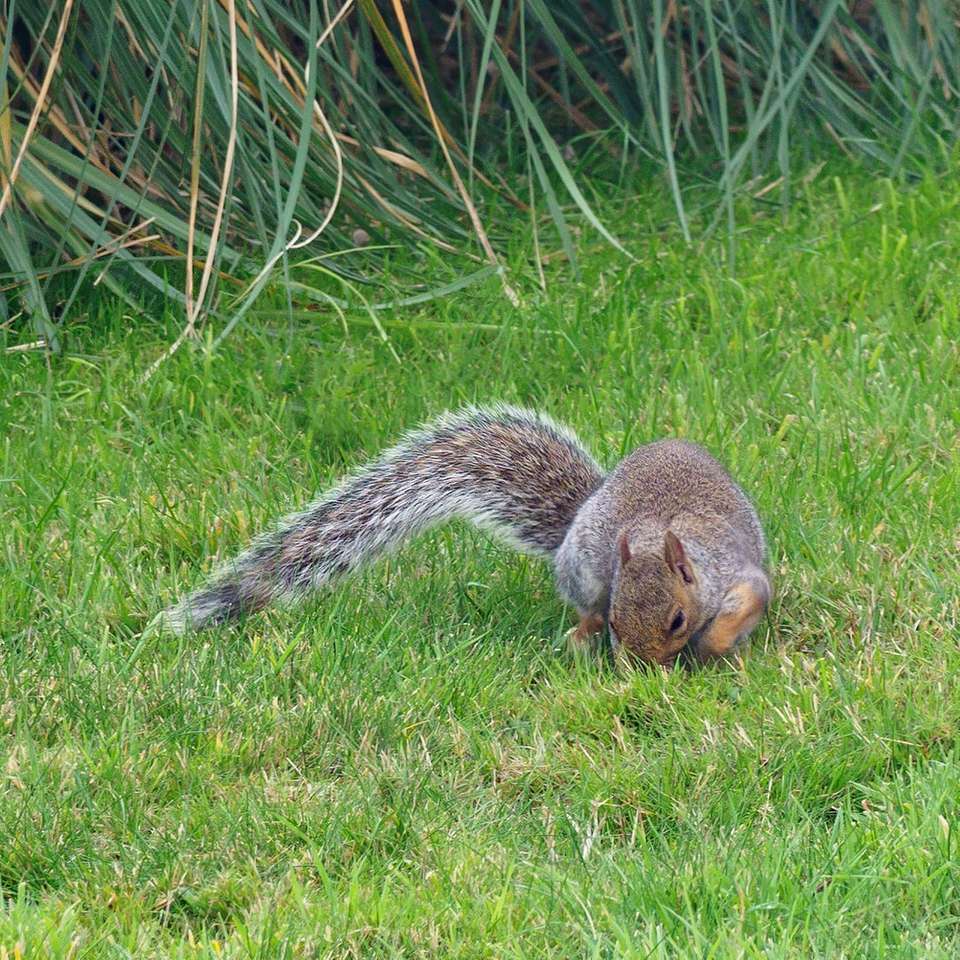 esquilo na grama verde durante o dia quebra-cabeças online