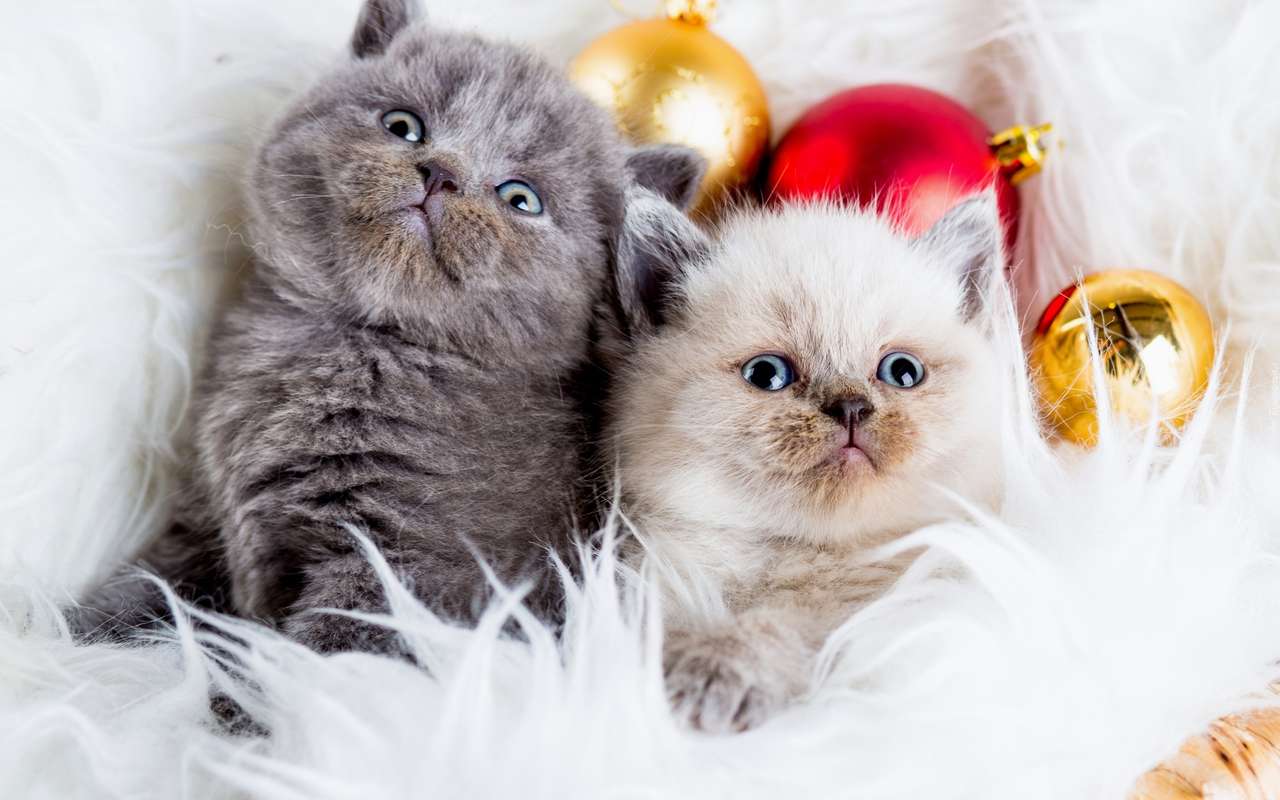 Weihnachten zwei Katzen Online-Puzzle