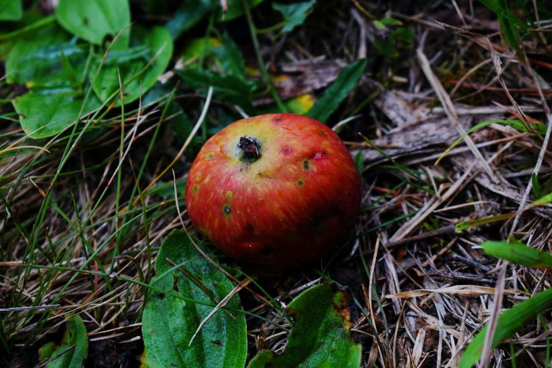 κόκκινα φρούτα μήλου σε καφέ αποξηραμένα φύλλα παζλ online