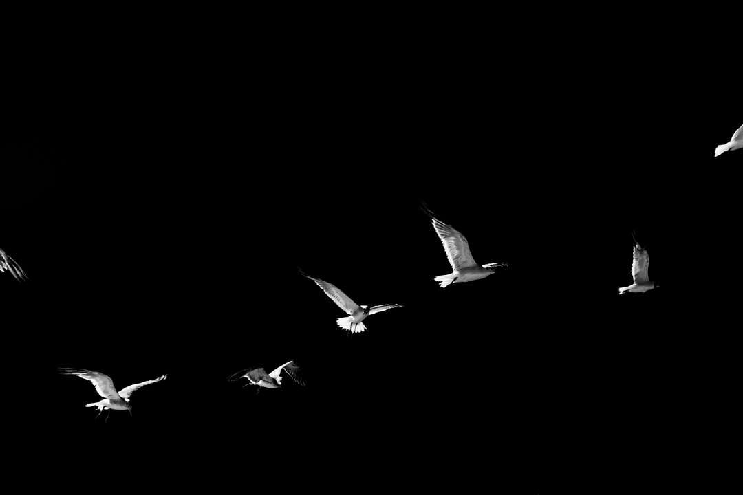 černobílý pták létání skládačky online