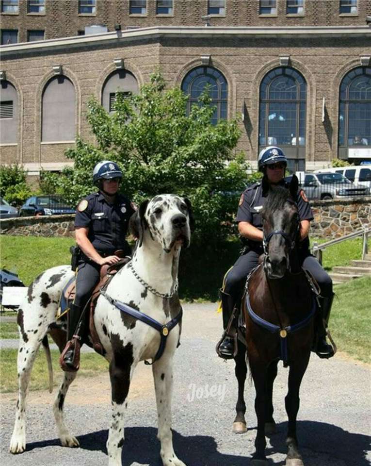 La polizia a cavallo. puzzle online