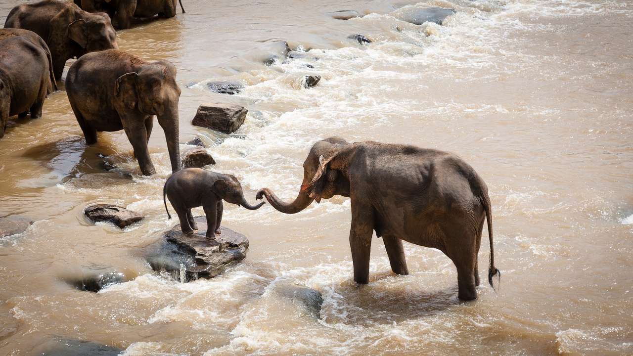 Elefanter i floden pussel på nätet