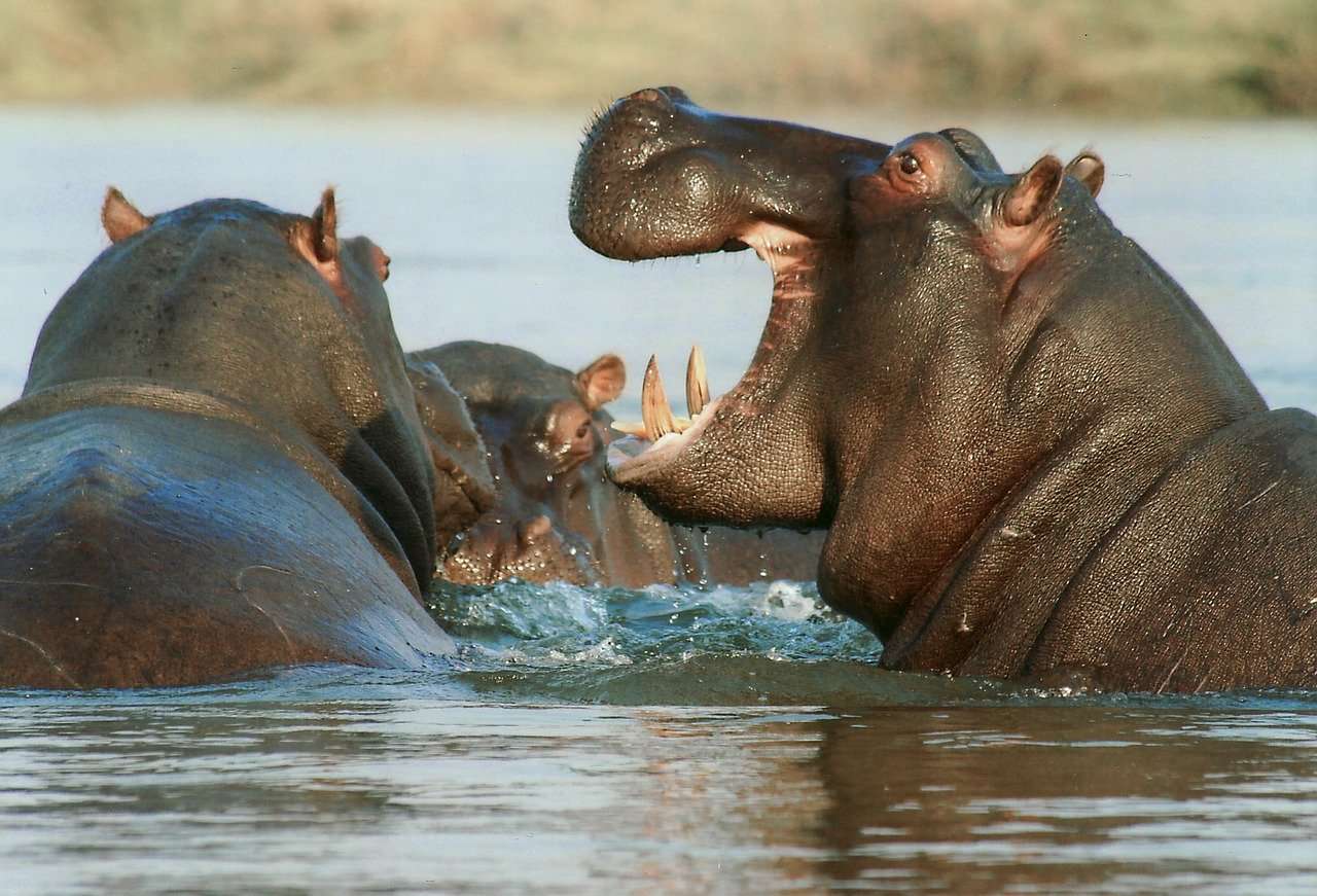 Hippopotames dans la rivière puzzle en ligne