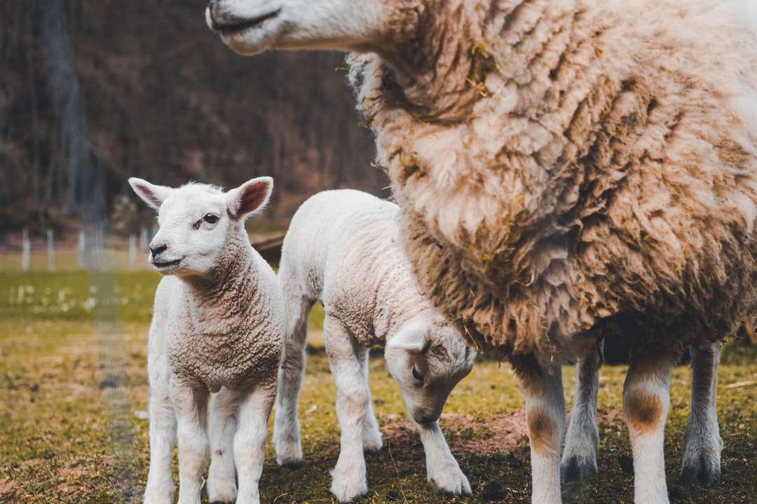 bruine schapen en twee witte lammeren legpuzzel online