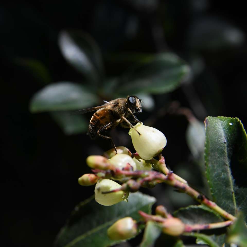 μαύρο και κίτρινο μέλισσα σε λευκό λουλούδι παζλ online