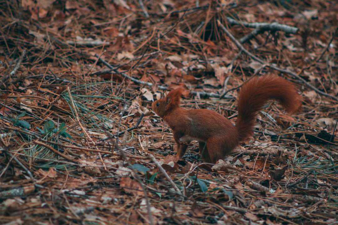 braunes Eichhörnchen auf braunen getrockneten Blättern Puzzlespiel online