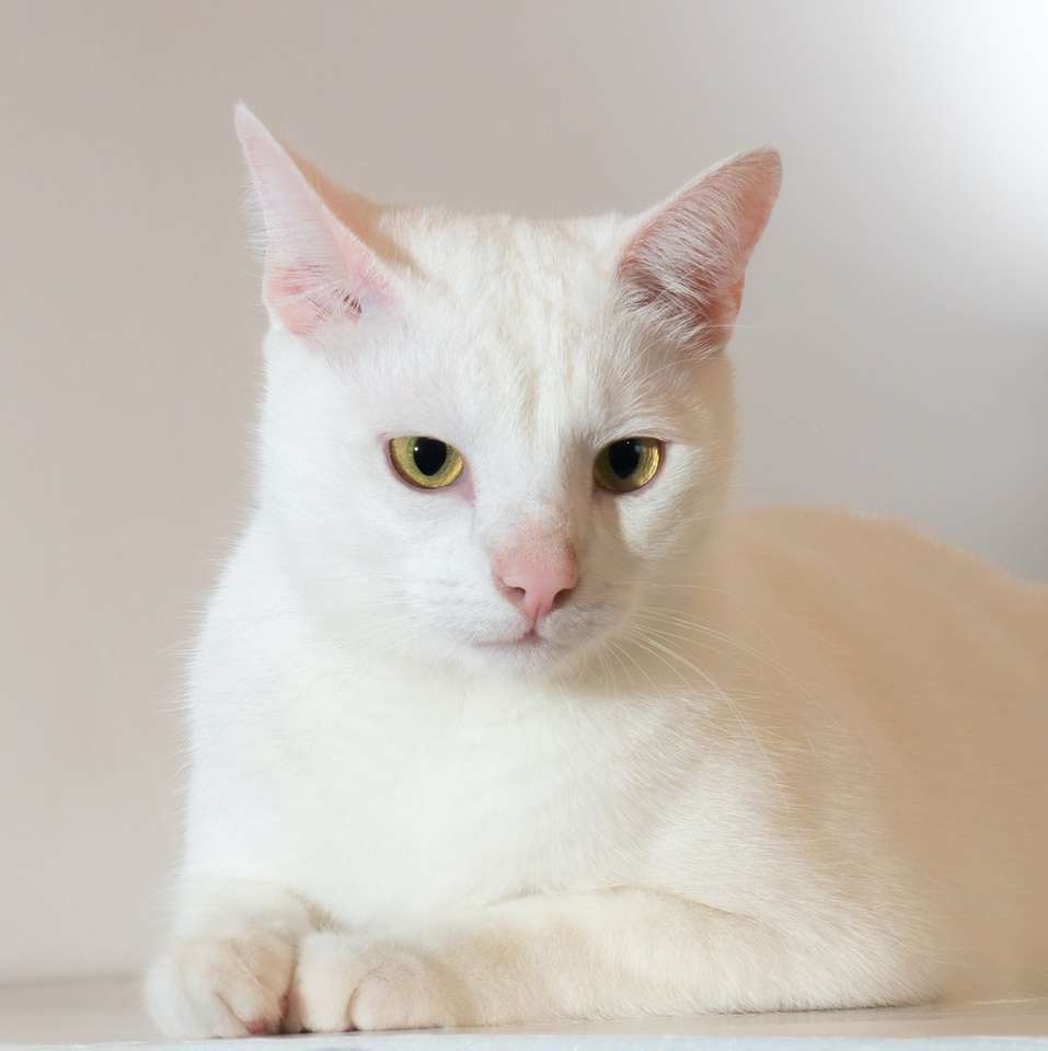 белый кот на белом столе онлайн-пазл