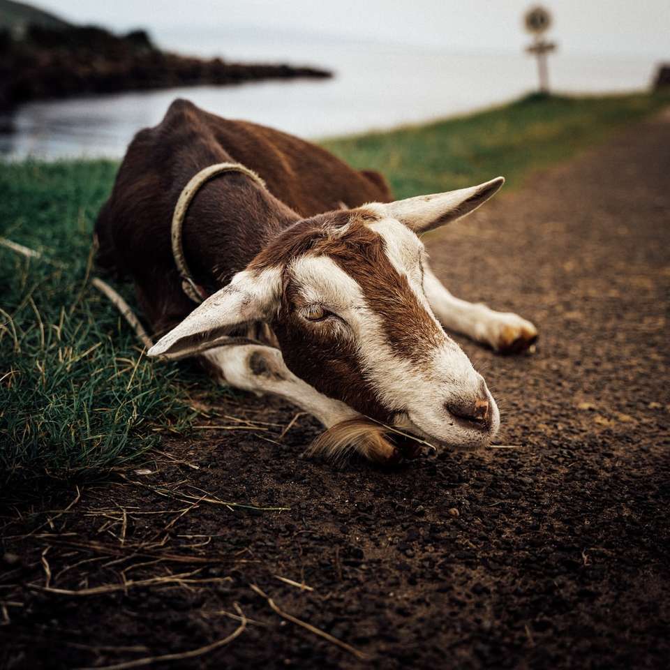 кафява и бяла крава, лежаща на зелена трева през деня онлайн пъзел