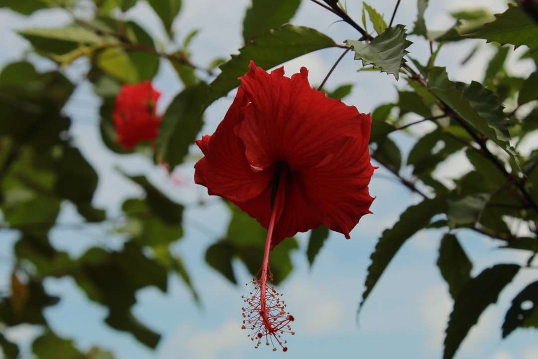 flor vermelha em lente tilt shift puzzle online