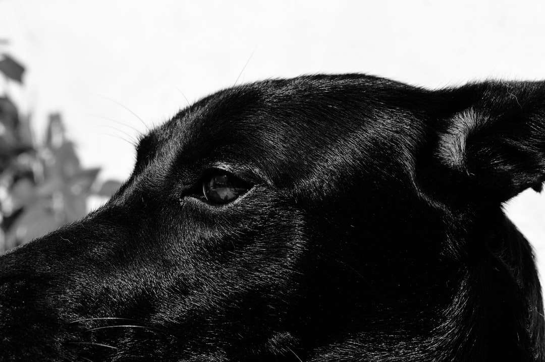 μαύρο κοντό παλτό μεγάλο σκυλί online παζλ