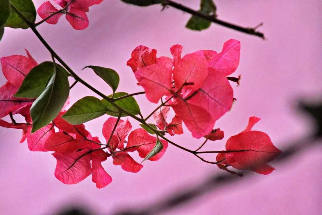 foglie rosse nella lente tilt shift puzzle online