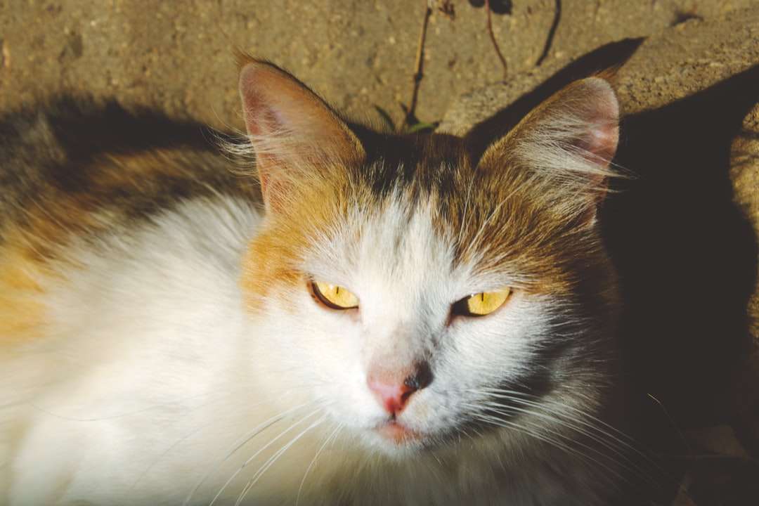 bílá a hnědá kočka na hnědé betonové podlaze online puzzle