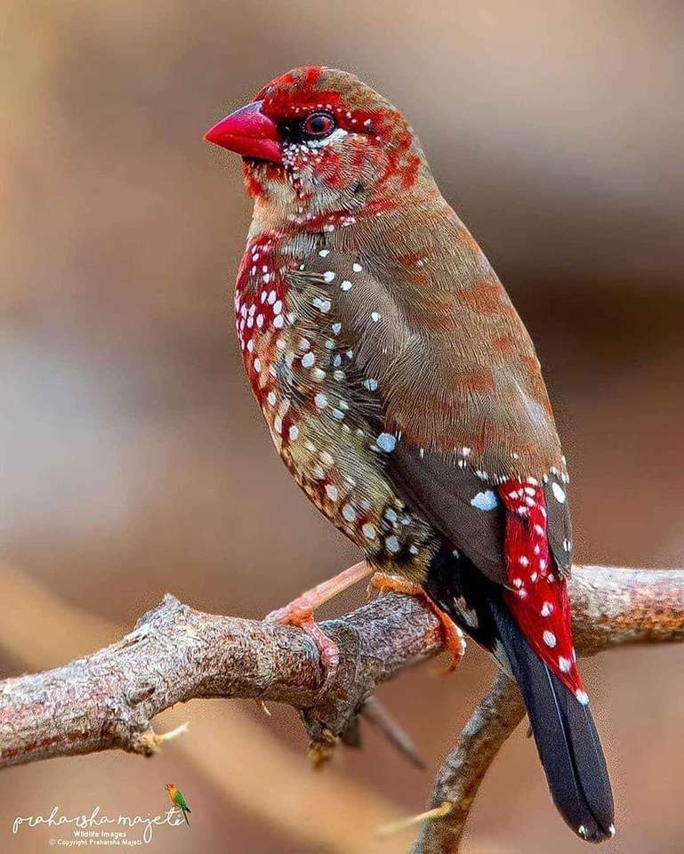 Красива птица онлайн пъзел