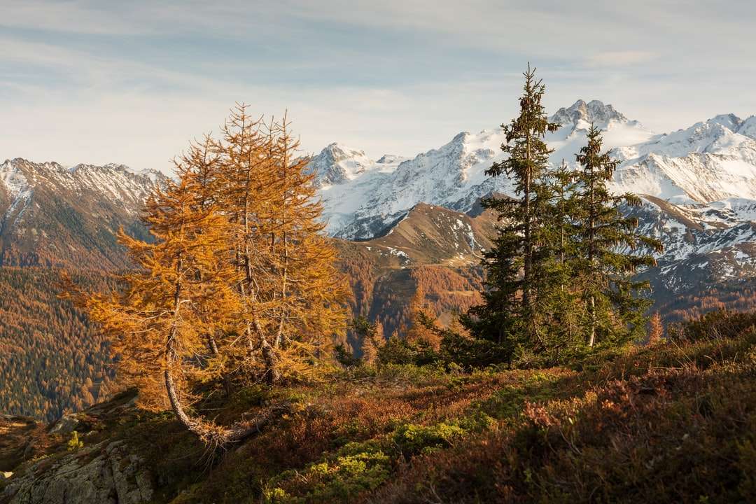 copaci maronii și verzi lângă munte sub nori albi puzzle online
