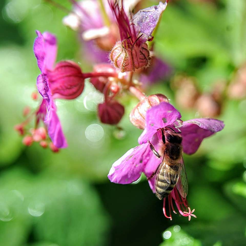 včela posazený na růžový květ v zblízka fotografie skládačky online