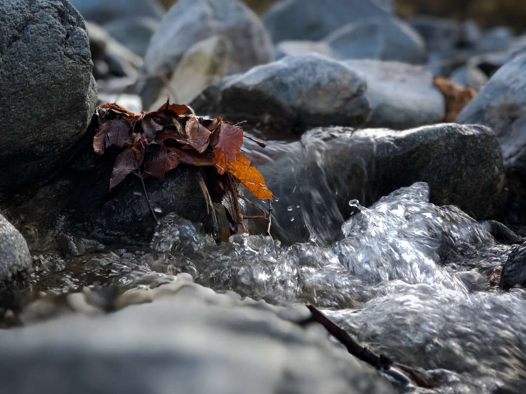коричневый высушенный лист на серой скале пазл онлайн