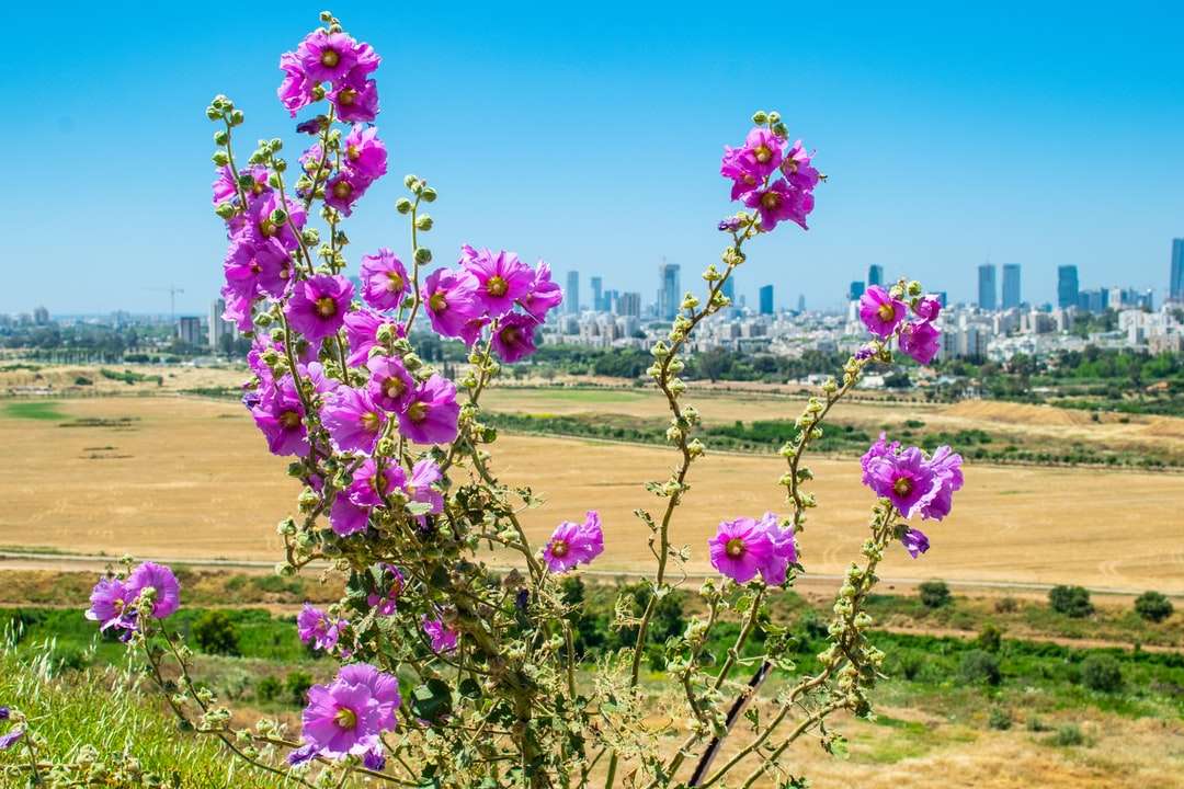 roze bloem op bruin veld overdag online puzzel