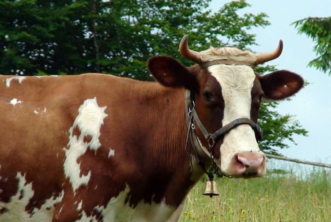 Highland kráva skládačky online