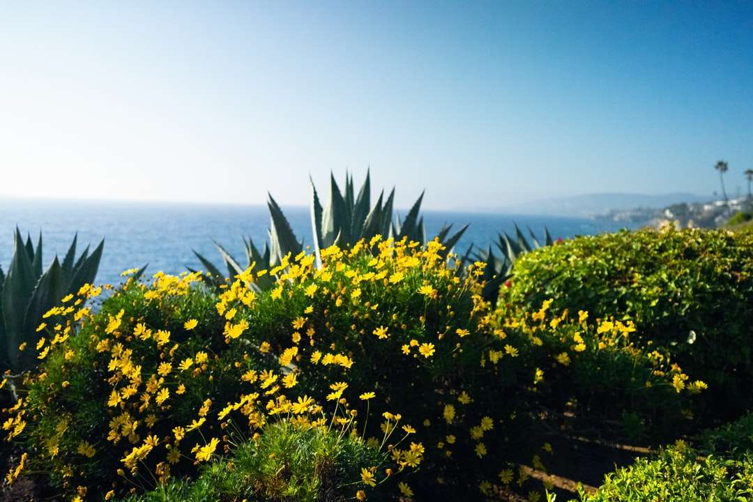 gelbes Blumenfeld nahe dem Gewässer während des Tages Online-Puzzle