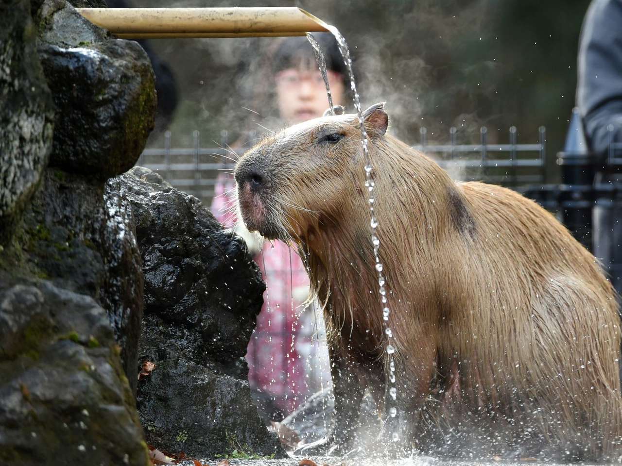 Capibara în apă puzzle online