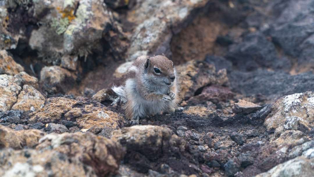 коричневая и белая маленькая птичка на коричневой скале пазл онлайн
