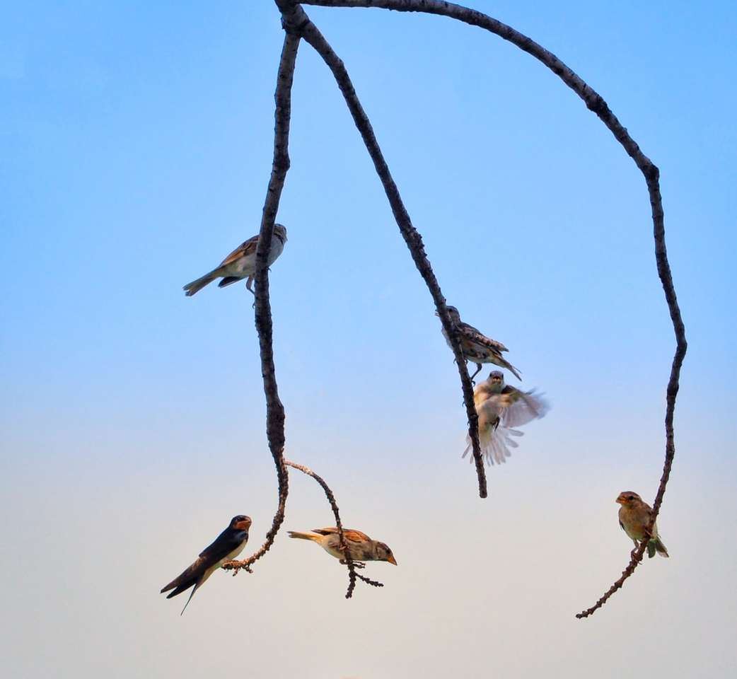 pássaros em galho de árvore marrom durante o dia puzzle online