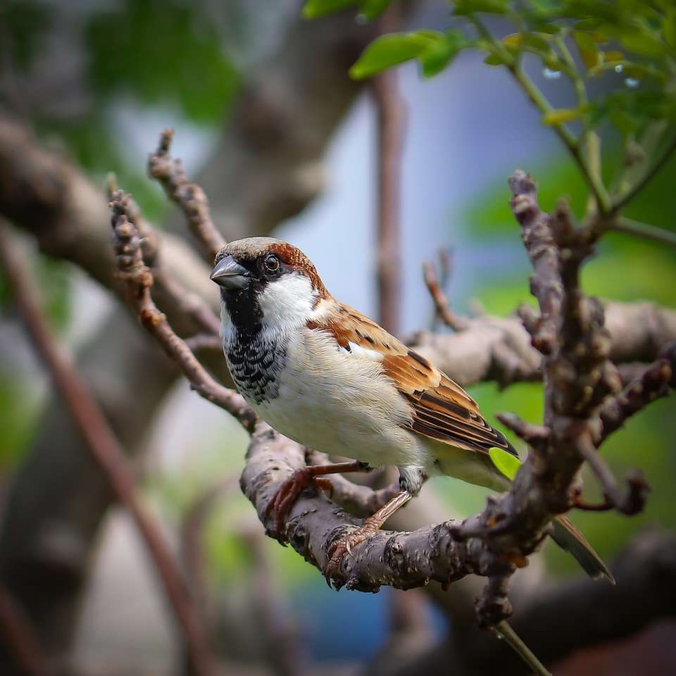 коричневий і білий птах на гілці дерева онлайн пазл