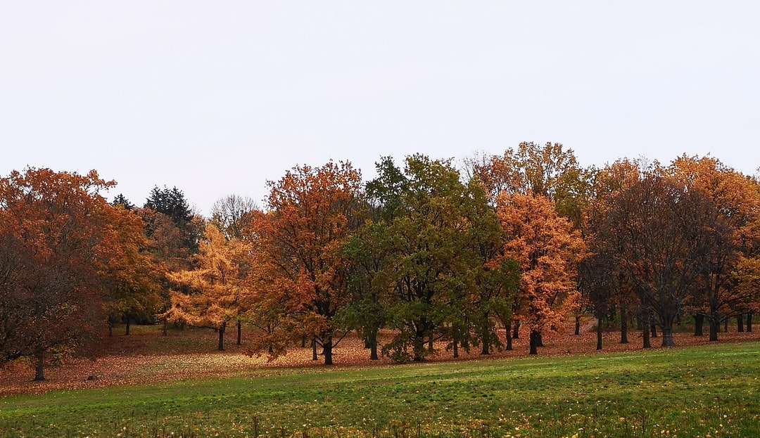 barna és zöld fák zöld füves területen napközben kirakós online