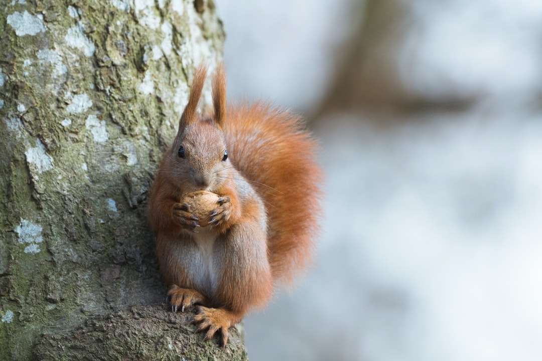 veveriță brună pe trunchiul copacului brun în timpul zilei puzzle online